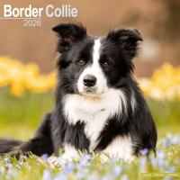 Border Collie Kalender 2026