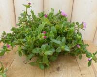 3 stuks! Portulaca eenjarig roze - Warentuin natuurlijk 3 stuks! Portulaca eenjarig roze - Warentuin natuurlijk