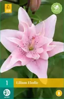 Bloembollen Lilium Elodie 1st