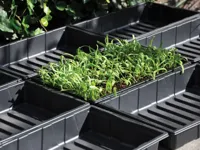 Royal Well | Seed Tray Zaaibak 37,5 x 23 x 6 cm | Set 12 stuks