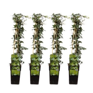 Hedera Helix (4 stuks) - Klimop - P15