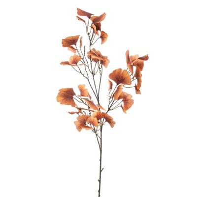 Ginkgo
