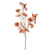 Ginkgo