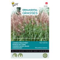 Buzzy - Ornamental Grasses, Miscanthus sinensis Neue Hybriden - thumbnail