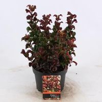 Druifheide (Leucothoe axillaris “Curly Red”®) heester - 20-25 cm - 6 stuks