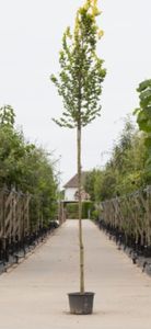 Goud iep hoogstam Ulmus hollandica Wredei h 250 cm st. omtrek 6 cm st. hoogte 170cm - Warentuin Natuurlijk