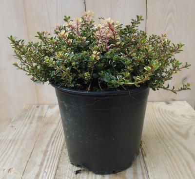 Tijm Bont Gekleurd (geelachtig) Kruiden Thymus Warentuin Natuurlijk - Warentuin natuurlijk