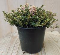 Tijm Bont Gekleurd (geelachtig) Kruiden Thymus Warentuin Natuurlijk - Warentuin natuurlijk