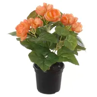 Begonia in pot