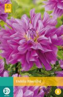 Dahlia Bluetiful 1 bol - Jub