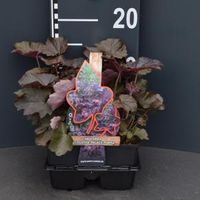 Purperklokje (heuchera micrantha "Palace Purple") bodembedekker - 4-pack - 1 stuks - thumbnail