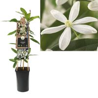 Klimplant Clematis armandii 75 cm - Van der starre Klimplant Clematis armandii 75 cm - Van der starre