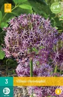 Bloembollen Allium christophii 3st