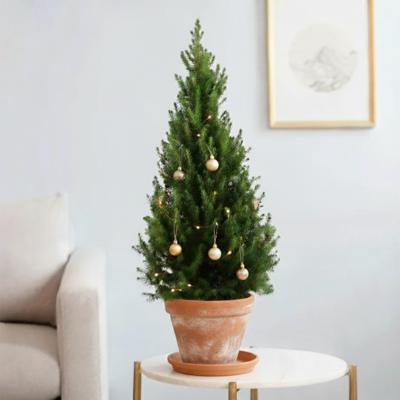 Picea Glauca December - Witte spar - P26