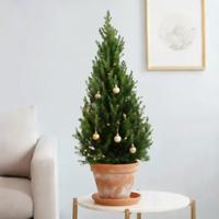 Picea Glauca December - Witte spar - P26