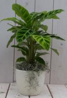 Calathea groen blad creme pot 40 cm Warentuin Natuurlijk - Warentuin natuurlijk