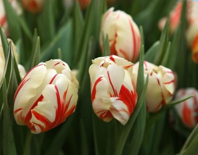 Tulp carnaval de rio 7 bollen