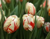 Tulp carnaval de rio 7 bollen