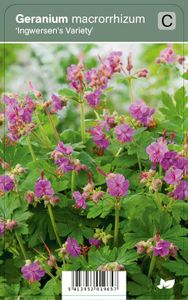 Vips Geranium macrorrhizum Ingwersen's Variety - Ooievaarsbek