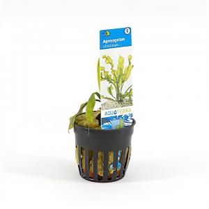 Aponogeton ulvaceus - 6 stuks - aquarium plant