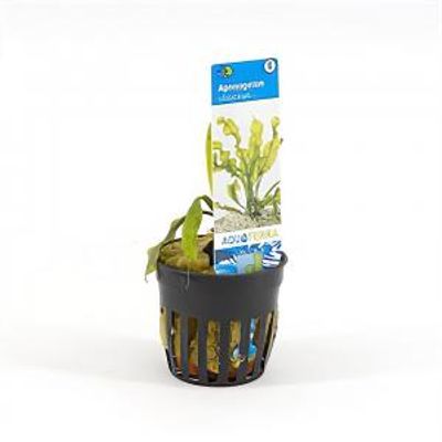 Aponogeton ulvaceus - 6 stuks - aquarium plant
