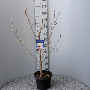 Magnolia Soulangeana - 80 - 100 cm - 5 stuks