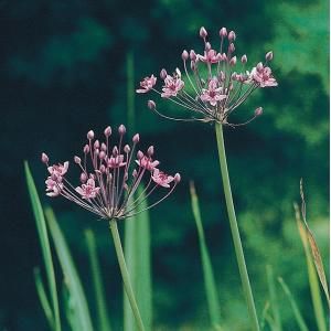 Zwanenbloem (Butomus umbellatus) moerasplant (6-stuks)