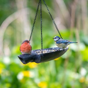 Voedersysteem schep met roodborst