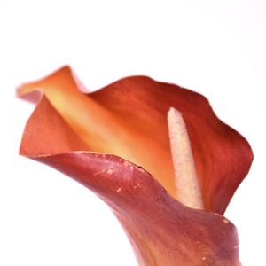 Calla kunstbloem deluxe 55 cm oranje