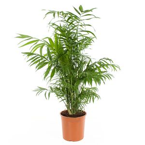 Chamaedorea Elegans (Mexicaanse dwergpalm) - P 19 cm