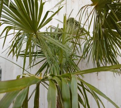 Winterharde Palmboom Trachycarpus Fortunei stamhoogte 100 cm en hoogte 225 cm - Warentuin natuurlijk