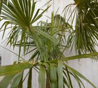 Winterharde Palmboom Trachycarpus Fortunei stamhoogte 100 cm en hoogte 225 cm - Warentuin natuurlijk
