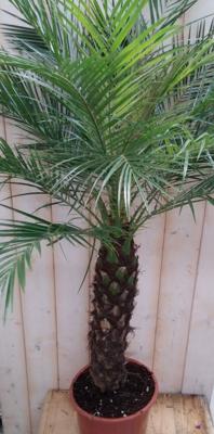 Phoenix Roebelenii Dwergdadelpalm Palmboom 120 cm (kan binnen en zomers buiten) - Warentuin natuurlijk