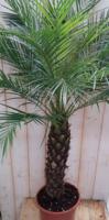 Phoenix Roebelenii Dwergdadelpalm Palmboom 120 cm (kan binnen en zomers buiten) - Warentuin natuurlijk Phoenix Roebelenii Dwergdadelpalm Palmboom 120 cm (kan binnen en zomers buiten) - Warentuin natuurlijk