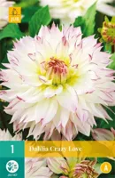 Bloembollen Dahlia Crazy Love 1st