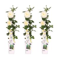 3x - Rosa Crazy in love 'Vanilla' - ↨65cm - Ø15 3x - Rosa Crazy in love 'Vanilla' - ↨65cm - Ø15