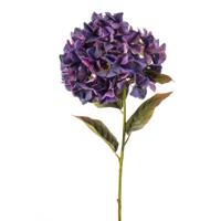 Hydrangea