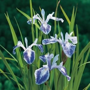 Gevlekte Japanse iris (Iris laevigata &ldquo;Mottled Beauty&rdquo;) moerasplant - 6 stuks