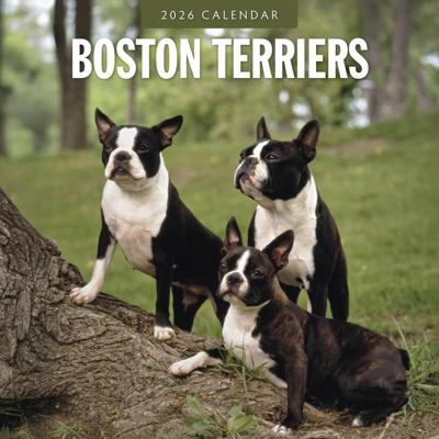 Boston Terrier Kalender 2026 Boston Terrier Kalender 2026