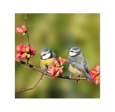Buiten Canvas 58 x 58 cm Pimpelmees - Annas collection