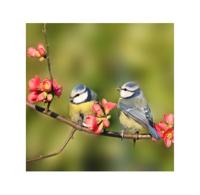 Buiten Canvas 58 x 58 cm Pimpelmees - Annas collection