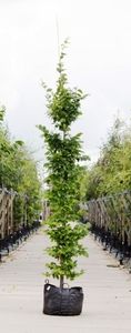 Haagbeuk laagstam Carpinus betulus h 250 cm - Warentuin Natuurlijk