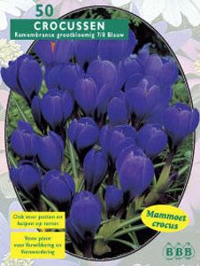 Krokus