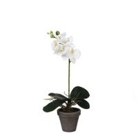 Mica Decorations Phalaenopsis Kunstplant - H48 x Ø13 cm - Wit