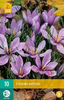 X 10 Crocus sativus
