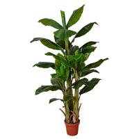 Bananenboom 170 cm - Buitengewoon de boet
