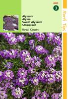 Alyssum Lobularia Mar. Procumbens Royal Carpet - Hortitops