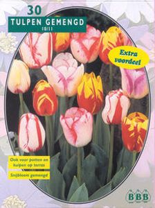 Tulp