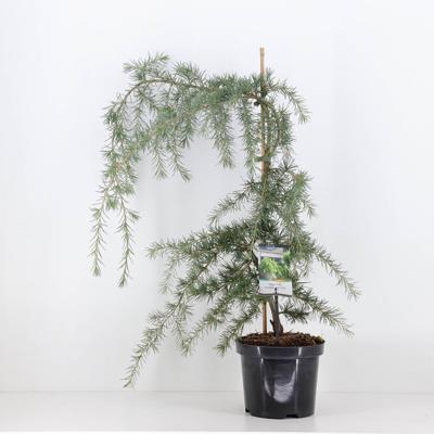 Cedrus deodara pendula 75 cm - Warentuin natuurlijk
