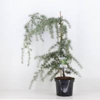 Cedrus deodara pendula 75 cm - Warentuin natuurlijk